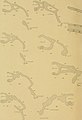 Beitrag zur Osteologie des Vogelschwanzes - Inaugural-dissertation der philosophischen Fakultät der Universität Bern zur Erlangung der Doctorwürde (1904) (19740026834).jpg