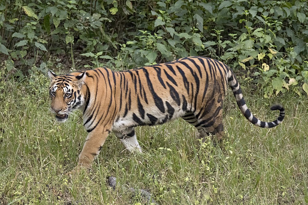 A Tiger gets as old as 26.25 years