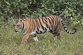 Bengal tiger (Panthera tigris tigris) female 3 crop