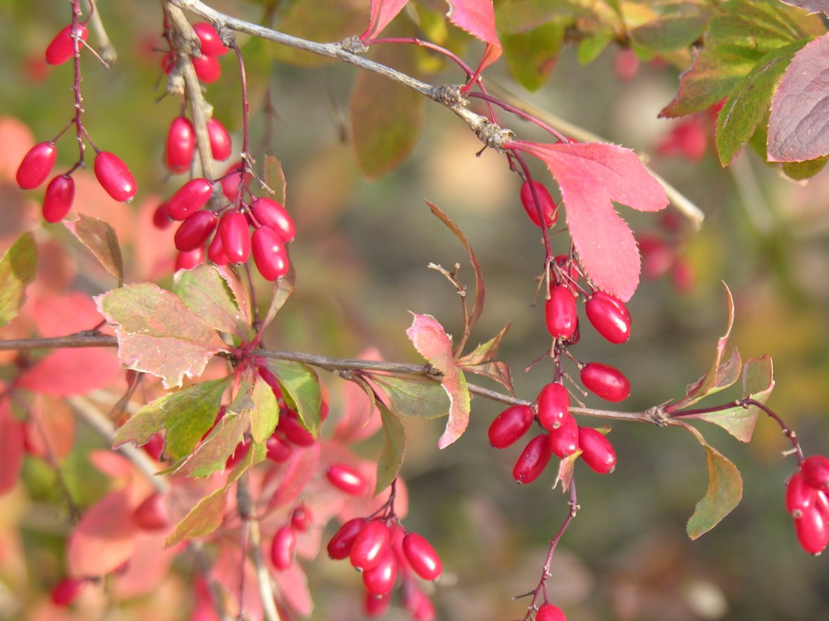 Барбарис обыкновенный Berberis vulgaris