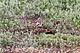 Bimaculated Lark (Melanocorypha bimaculata).jpg
