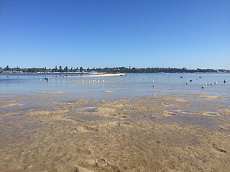 Birdlife, including seagulls and black swans, on and around the sandbar. Birdlife at Point Walter.jpg