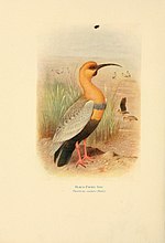 Thumbnail for File:Birds of La Plata (Plate) (7789504338).jpg