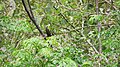 Birds of Nepal - Wiki Loves Birds 44.jpg
