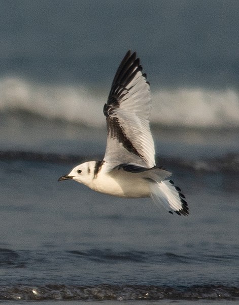 File:Black-legged Kittiwake Rissa tridactyla India by Vedant Kasambe DSC 2507 25.jpg