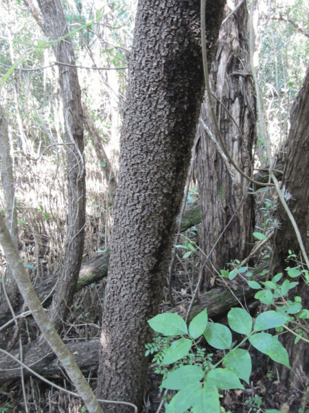 File:Black-mangrove-bark (13746385495).gif