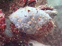 Black sea fauna blue sponge.jpg