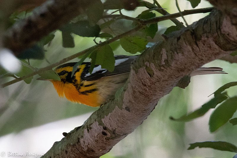 File:Blackburnian Warbler (male) Smith Oaks High Island TX 2018-04-27 12-12-09 (41479593344).jpg