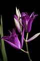 Bletilla striata