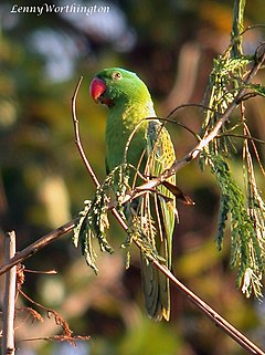 Tanygnathus lucionensis lucionensis