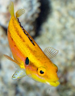 Twospot hogfish species of fish