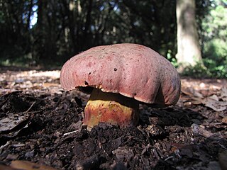 <i>Rubroboletus lupinus</i> Species of fungus