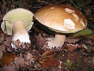 Bolete Type of fungal fruiting body