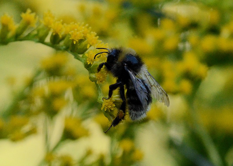 File:Bombus semenoviellus03.jpg