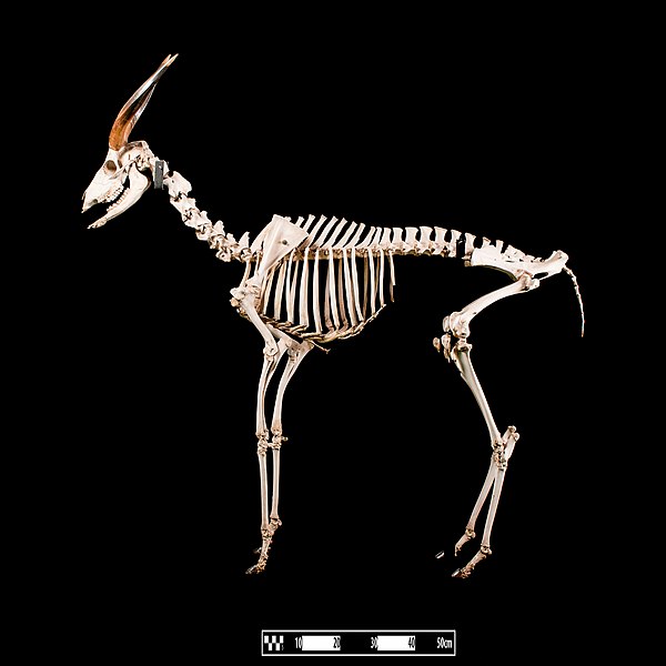 A skeleton of the bongo exhibited at the Museum of Veterinary Anatomy FMVZ USP, Faculty of Veterinary Medicine and Animal Science, University of São P