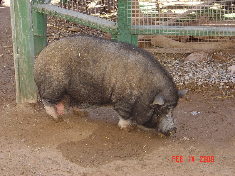 File:Bonnie Springs pig.jpg