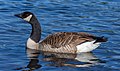 * Nomination Branta canadensis on Lake Victoria, Christchurch --Podzemnik 05:37, 5 December 2020 (UTC) * Promotion  Support Good quality -- Johann Jaritz 05:49, 5 December 2020 (UTC)  Support Good quality. --Ermell 09:31, 6 December 2020 (UTC)