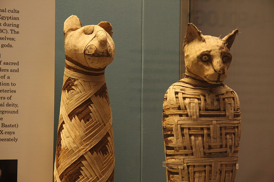 Animal mummy