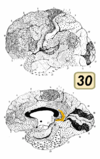 Brodmann Cytoarchitectonics 30.png