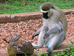 Budgett's Tantalus Monkey (Chlorocebus tantalus budgetti) male eating jackfruit (17542356113).jpg