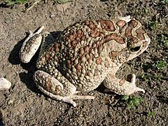 Bufo mauritanicus06.jpg