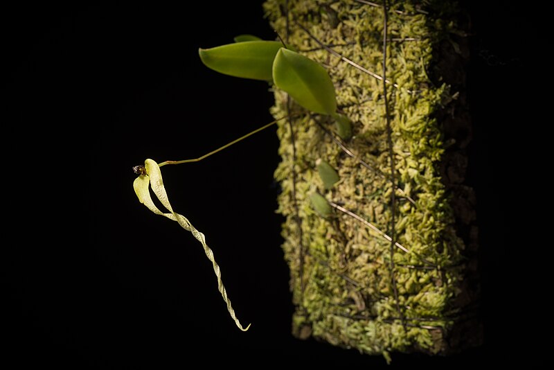 File:Bulbophyllum contortisepalum J.J.Sm., Bull. Jard. Bot. Buitenzorg, sér. 2, 3 75 (1912) (45889668604).jpg