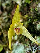 Bulbophyllum drymoglossum