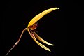 Bulbophyllum ocellatum