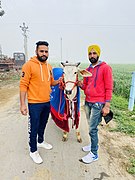 Bull race in Punjab, India 02.jpg