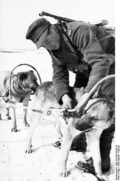 File:Bundesarchiv Bild 101I-692-0253-24, Russland, Gebirgsjäger mit Schlittenhunden.jpg