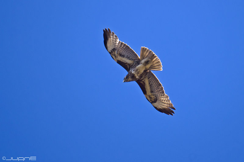 File:Busardo ratonero- (Buteo buteo insularum) (6865838132).jpg