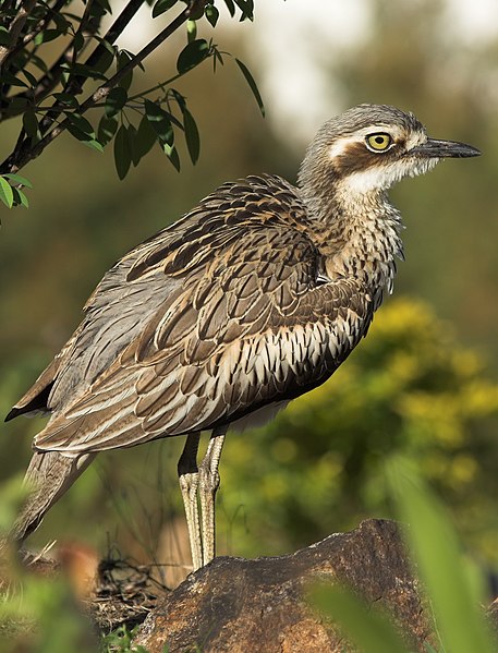 File:Bush Stone-curlew.jpg