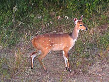 Buschbock weiblich.jpg