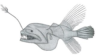 <i>Caulophryne pelagica</i> Species of fish