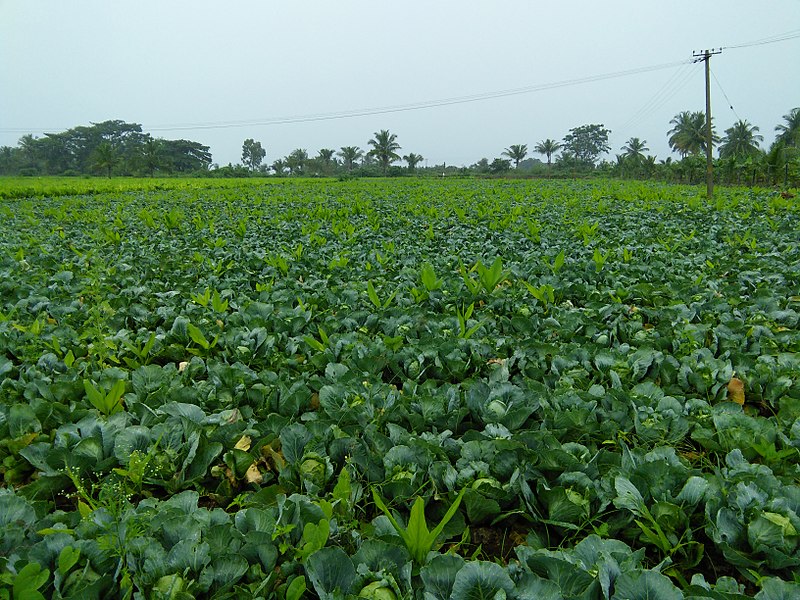 File:Cabbage farm Chamarajanagar District IMG20170828084106.jpg