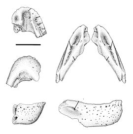 Caenagnathasia martinsoni