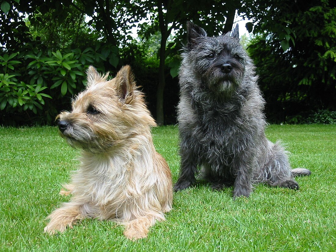 File:Cairn-Terrier-Garten1.jpg