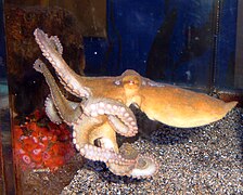 This California two-spot octopus is 3–4 months old.