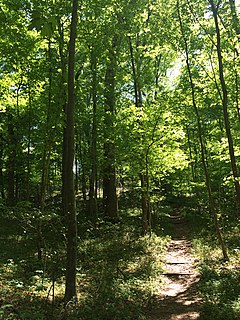 California Woods Nature Preserve Municipal park in Cincinnati, Ohio