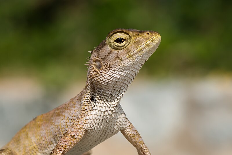 File:Calotes versicolor, oriental garden lizard - Ko Lan - Chonburi - Thailand (11494161555).jpg