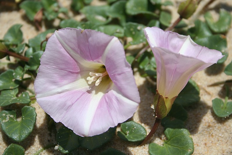 File:Calystegia soldanella 060524wb.jpg