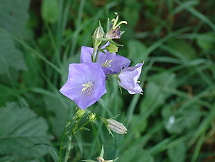 Campanula persicifolia 002.JPG