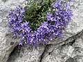 Vorschaubild für Waldstein-Glockenblume