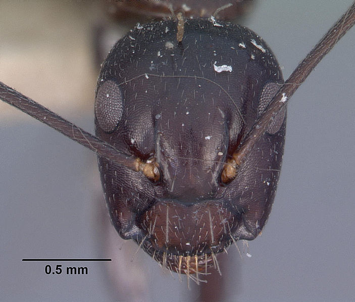 File:Camponotus quadrimaculatus casent0102426 head 1.jpg