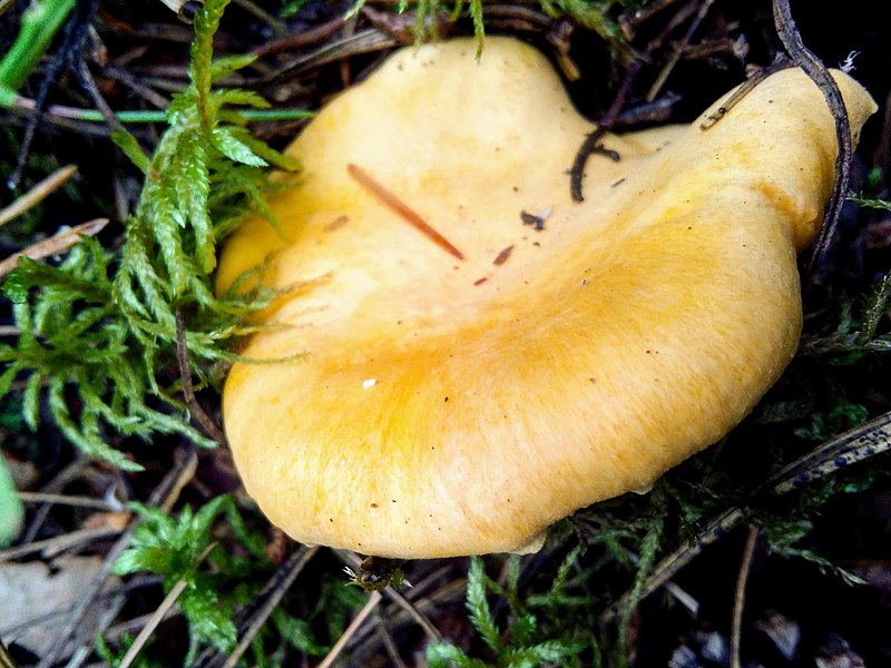 File:Cantharellus cibarius 90401645.jpg