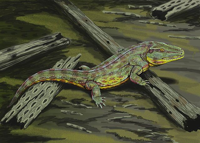 Capetus, a basal temnospondyl.