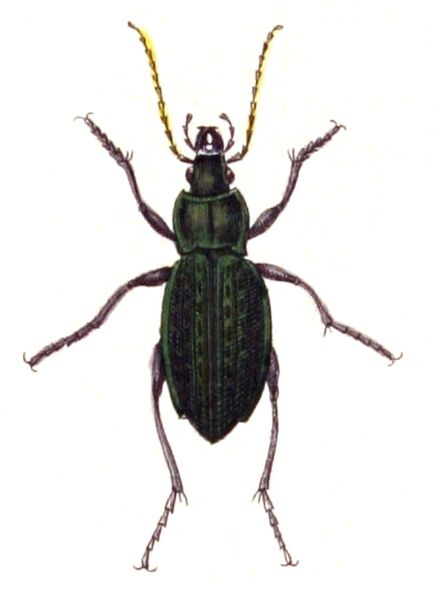 File:Carabus.cancellatus.-.calwer.03.02.jpg