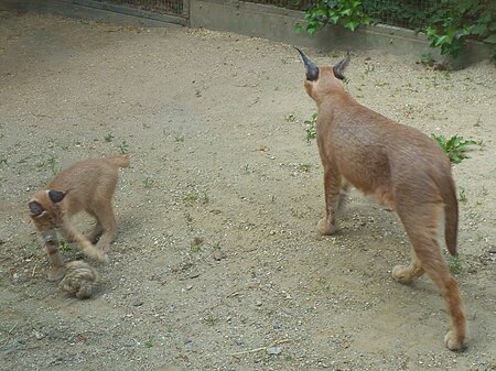 Tập_tin:Caracal_female_and_kitten_playing.jpg