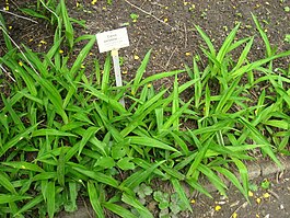 Carex serotina - Berlin Botanical Garden - IMG 8648.JPG