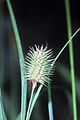 Carex squarrosa NRCS-1.jpg